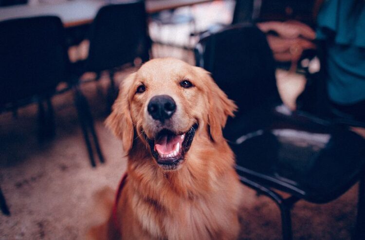 cbd for dogs