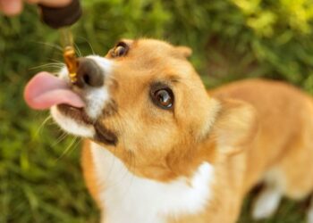 cbd oil for pets