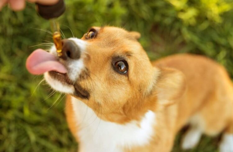 cbd oil for pets