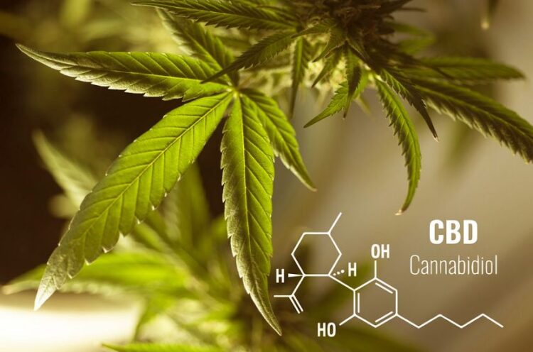 CBD capsule